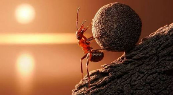 Parábola da demissão da formiga desmotivada: