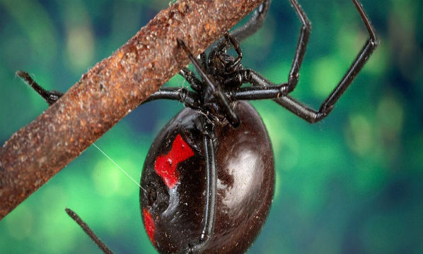 Três garotos deixaram que a aranha viúva-negra os mordesse na tentativa de obter super Poderes