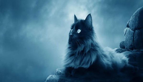 Podemos nos comunicar com nossos animais de estimação falecidos?