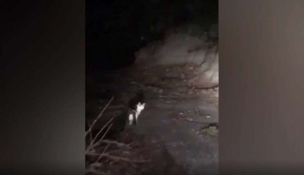 Um gato misterioso aparece do nada para guiar japoneses perdidos por uma floresta perigosa, um anjo da guarda?