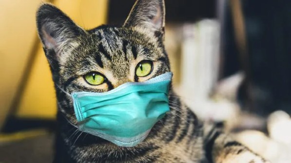Coreia do Sul lança teste Covid para cães e gatos