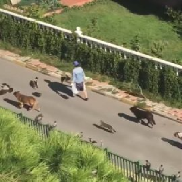 Mulher misteriosa lidera um desfile mágico de cães, gatos e pássaros